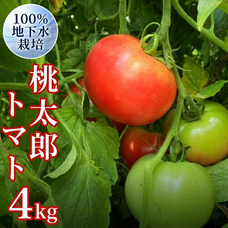 【ふるさと納税】 地下水100％で作る美味しい 「 桃太郎トマト 」 ( 選べる 内容量 ) 4kg 8kg 野菜 桃太郎 トマト とまと 地下水 ミネラル