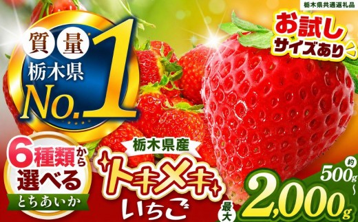 
                  【選べる】いちご とちあいか 訳あり 500g～2kg【2027年先行予約】 | 定期便 お試しサイズあり 栃木県共通返礼品
                