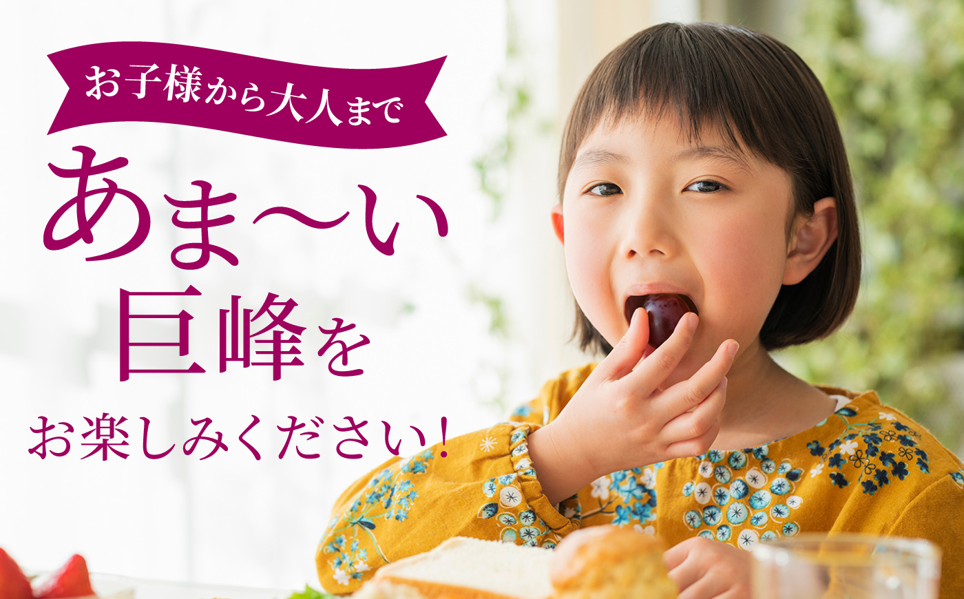 【先行予約】コクのある甘さ 種あり 巨峰 4房から6房 2026年8月下旬から9月上旬 出荷予定【春光園】 ぶどう ブドウ 葡萄 巨峰 種あり 果物 フルーツ