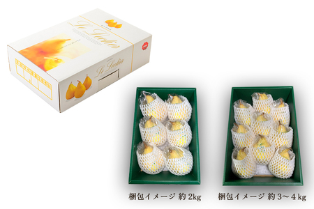 【2026年先行予約】新潟特産 幻の洋梨ル・レクチェ 秀品 約4kg (8～10玉) 《11月下旬～順次発送》 塩原久七農園