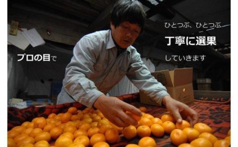 N-24 果樹園みかんの木の蔵出しみかん ５．５ｋｇ