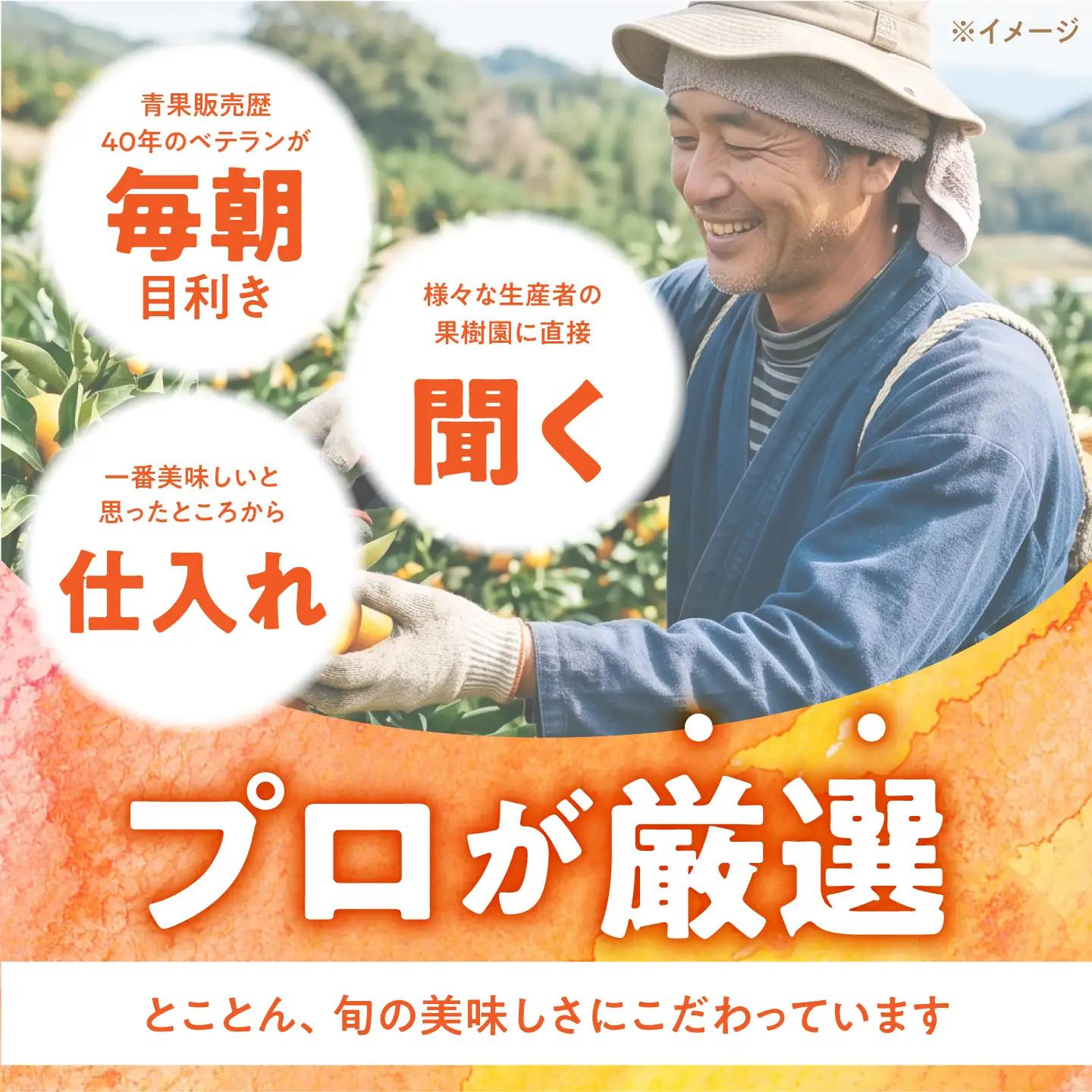 【12回】フルーツ定期便 旬のフルーツ[SDZ023] 