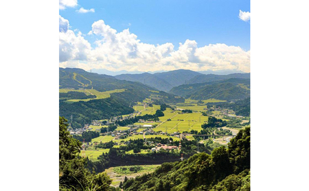 【令和7年産】定期便！魚沼産 新之助【合計240kg】20kg×12回 お米 米 こめ コメ 