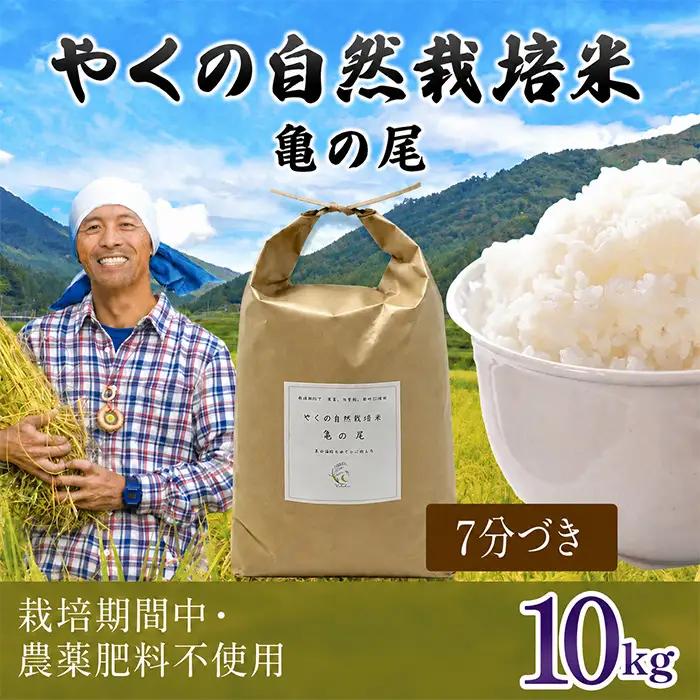 米 精米 令和8年産 先行予約 やくの自然栽培米 亀の尾 7分づき 10kg ゆたか（ゆたか自然農園）