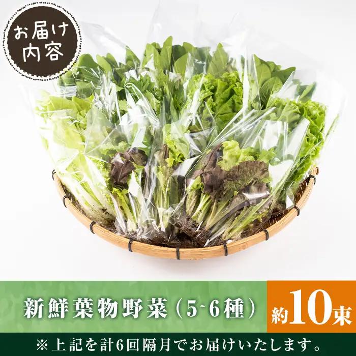 i678-A ＜定期便・計6回(隔月)＞ひかりのお野菜(約10束・5～6種) 野菜 やさい 葉物 旬 定期便 ほうれん草 水菜 チンゲン菜 小松菜 リーフレタス ルッコラ 水耕栽培 ミックスリーフ 山