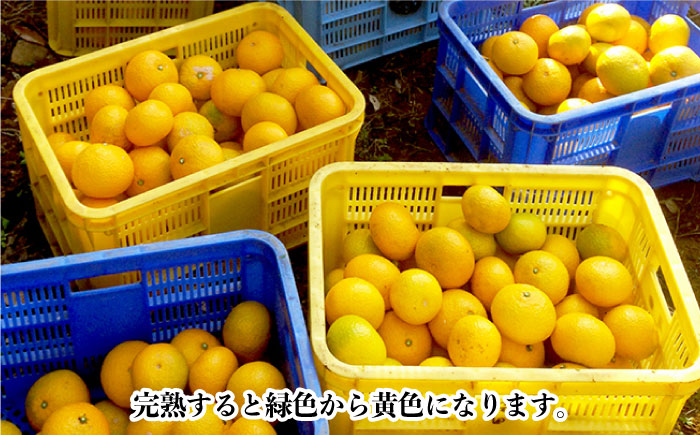 【数量限定】甘くてジューシーな果実 スィートスプリング 約9kg【長崎ぶんたんの会 】[OAF007] /  ミカン 柑橘 果物  フルーツ カンキツ かんきつ 柑橘 柑橘類 スイートスプリング みか