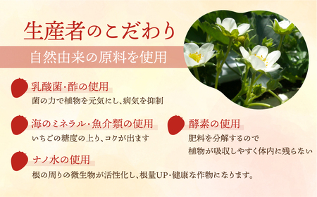 ≪先行予約≫【愛知県・田原産】ブランドいちご「いちごのしあわせ」4パック（約260g×4P） ／ 苺 イチゴ フルーツ 果物 農薬節減 愛知県 特産品 産地直送 田原市 渥美半島