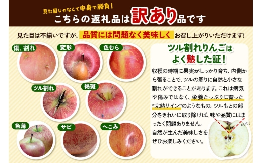 【27年1月発送】りんご ぐんま名月【訳あり】約5kg 先行受付 家庭用 青森県 弘前市 果物 フルーツ 林檎 リンゴ くだもの 不揃い 規格外 [先行予約 産地直送 アップル おいしい 果実 美味 