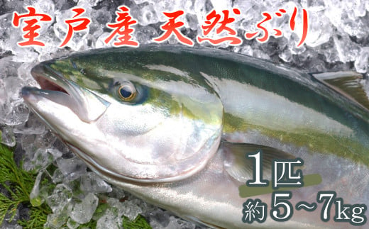 室戸産天然ぶりまるごと１匹（５ｋｇ～）下処理不可