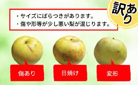 12-20  訳あり 梨 20世紀梨 5kg（10～18玉）サイズバラつき有り（L～5L）9/9が最終受付です