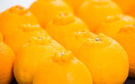 訳あり不知火 【デコポンと同品種】5kg 愛南フルーツ 不知火