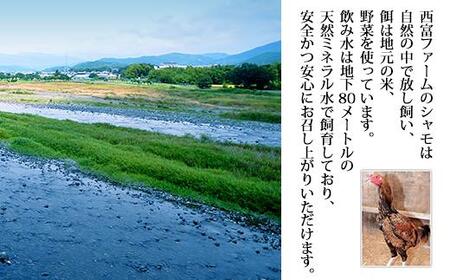 土佐のシャモ　Bセット