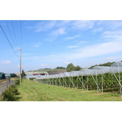 ふるさと納税 三次市 おすすめ赤ワイン2本セット |  | 01