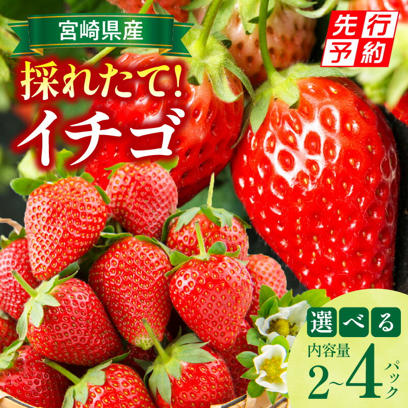 【ふるさと納税】【選べる内容量】《2026年発送先行予約》【期間・数量限定】宮崎県産イチゴ 500g～1kg 果物 フルーツ 果実 果肉 青果物 農産物 デザート スイーツ ご褒美 おすすめ グルメ お取り寄せ 旬 季節 季節の果物 贈答 贈り物 ギフト 宮崎県 宮崎市 送料無料