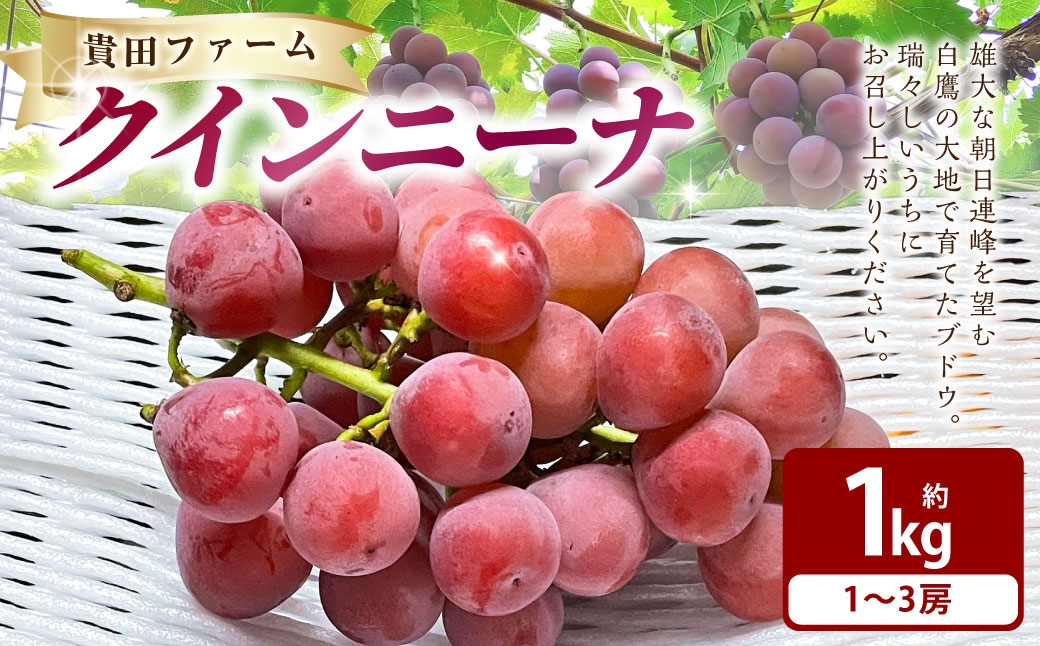 
                  クインニーナ 約1kg箱 （ 1 ～ 3房 ） ぶどう 果物 くだもの 果実 フルーツ 葡萄 ブドウ 果汁 国産 山形県産 糖度 【 2026年9月下旬～11月上旬まで順次発送予定 】
                
