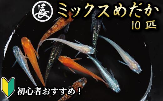 129-2 魚介 魚類 魚 ミックスめだか 10匹 めだか 飼育 初心者 おすすめ 水槽 インテリア 生物 鑑賞 美 静岡県 牧之原市 丸長