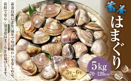 【指定日必須】 蓄養はまぐり 3年～6年もの 5kg ハマグリ 蛤 貝 カイ 魚介 魚介類 海鮮 海の幸 冷蔵