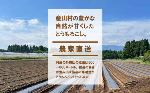 《先行受付開始》朝採れスイートコーン ゴールドラッシュ 10本セット とうもろこし《2026年7月中旬-8月中旬出荷》 ---ubuyama_jmn_2_10p---