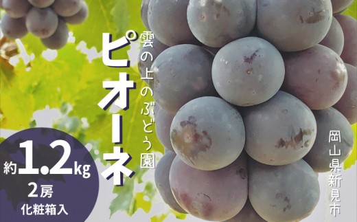 雲の上のぶどう園 ピオーネ 約1.2kg 2房 【先行予約 2026年9月上旬から順次発送】