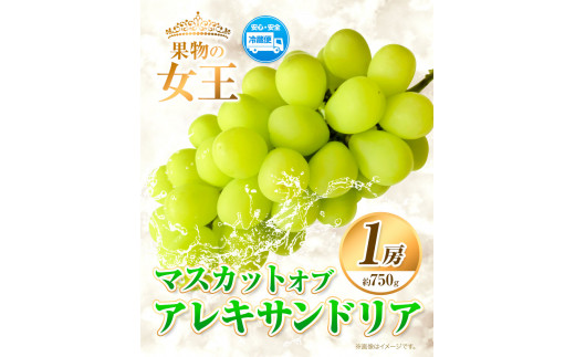 【2025年先行予約】マスカットオブアレキサンドリア 1房 (750g以上) 《2025年7月上旬-8月中旬頃出荷》【配送不可地域あり】---124_c389_7j8c_23_22000_50---