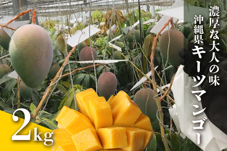 【 先行予約 2026年 発送 】 濃厚な大人の味 沖縄県「 キーツマンゴー 」2kg 沖縄県産 マンゴー 2キロ 緑色 希少 国産 果物 南国 くだもの フルーツ 夏 旬 特産品 沖縄 お取り寄せ 産地直送 農家直送 甘い かしみ園 濃厚 糸満市