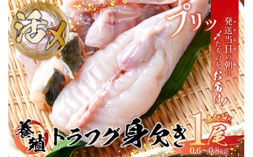 養殖 トラフグ 身欠き【ふぐ とらふぐ ふぐ鍋 てっちり 鍋 魚 豊洲 市場  夕飯 おかず グルメ 食品】