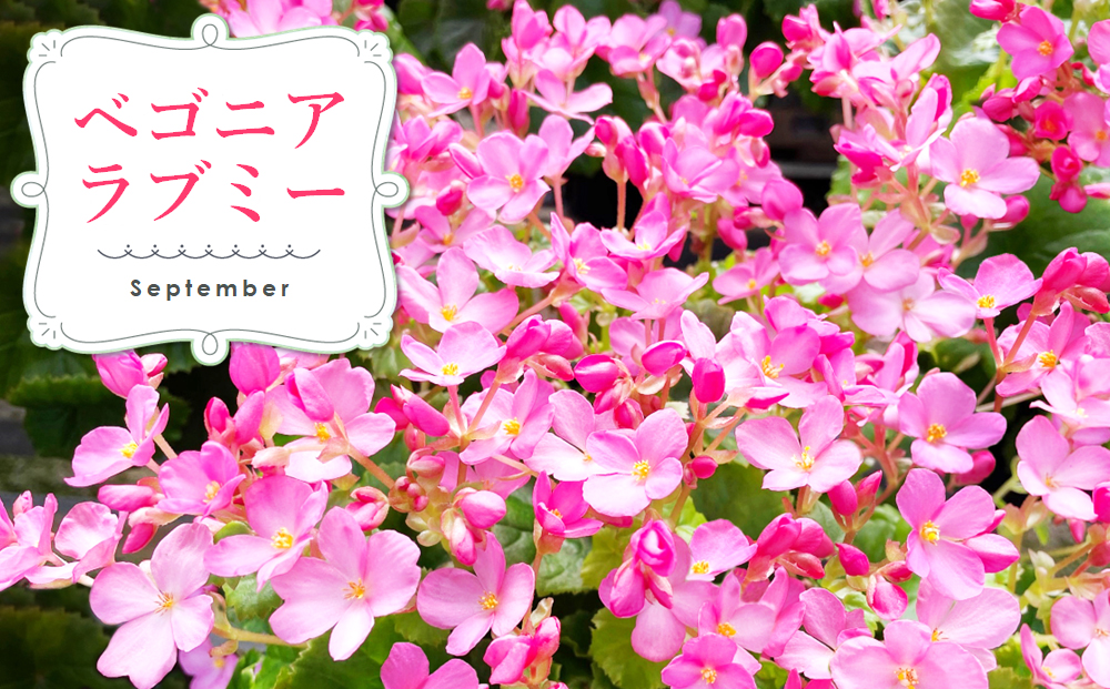 【先行受付9月より発送 数量･期間限定 】鉢花 定期便 3回(9月・11月・1月) 【鉢花 ふるさと納税 定期便】(H069117)