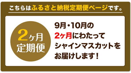 高級 シャインマスカット 2ヶ月 定期便 [2024年先行予約] ぶどう 晴王 1房 1.3kg 岡山県産《9月上旬-10月中旬頃出荷(土日祝除く)》 ハレノフルーツ マスカット 送料無料 岡山県 浅