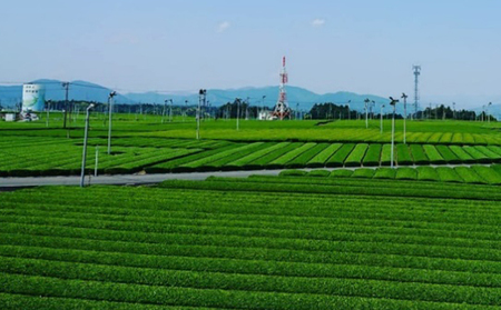 お茶 深蒸し一番茶 ティーバッグ 100パック×2袋 お茶