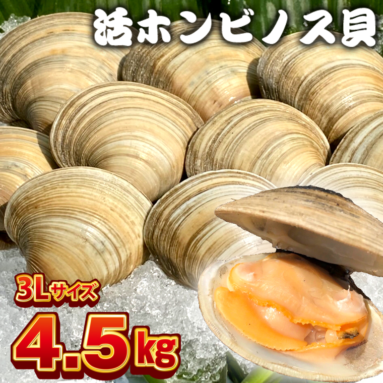 BK-9LLLx 漁師直送！活ホンビノス貝4.5kg（3Lサイズ）