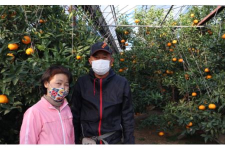 【先行予約】 茨木農園 樹上完熟 愛果28号（紅まどんなと同品種） 小箱（5～6個） ｜ 2025年12月中旬～12月下旬発送 ｜ 愛媛県西条市産 光センサー選果 高級柑橘