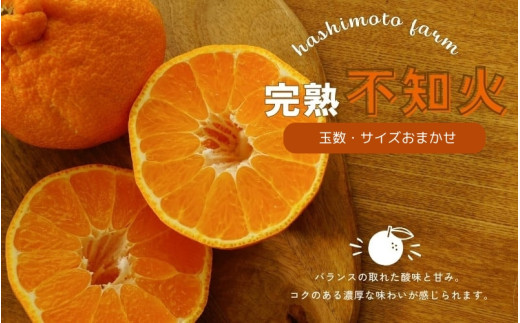 【先行予約】橋本農園の完熟不知火 5kg 玉数・サイズおまかせ【2027年2月中旬～3月中旬までに順次発送】 / デコポン 不知火 完熟 フルーツ 果物 くだもの 先行予約
