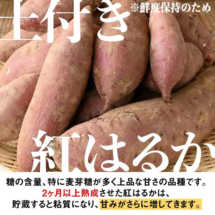 isa877 《訳あり》熟成紅はるか(約10kg・SS～LLサイズ混合) 訳あり さつまいも 紅はるか 鹿児島 生芋 完熟 長期熟成 土付き べにはるか サツマイモ 焼き芋に 【いさ工房】