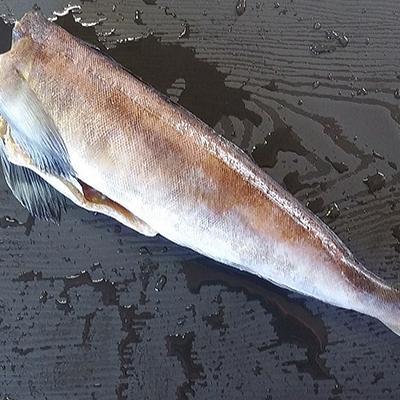 ふるさと納税 釧路市 北海道産・糠ほっけ4尾【1.3kg】 ふるさと納税 ほっけ F4F-0647 |  | 02