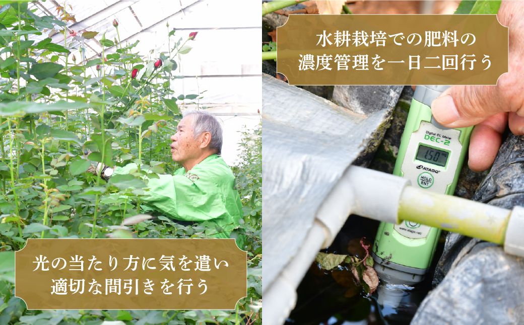 ＜配送エリア限定・着日指定必須＞生産農家直送 バラ 花束 新鮮 Mix 約26〜30本 | バラ 花束 薔薇 ローズ 植物 インテリア 誕生日 記念日 お祝い 母の日 父の日 ラッピング有り リボン付