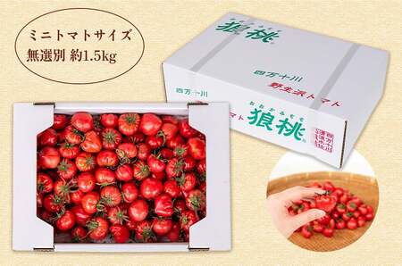 【先行予約／2026年2月下旬から発送】四万十育ち「狼桃」 糖度7度以上 無選別ミニミニ（約1.5kg） Fdf-13 フルーツ トマト とまと 野菜 数量限定 期間限定