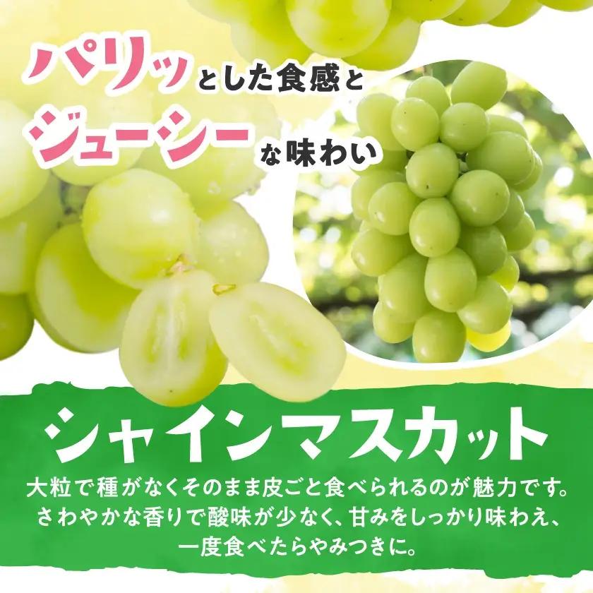 クイーンルージュ＆シャインマスカット　2房セット【配送不可地域：離島】【1436453】