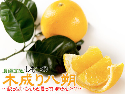 訳あり 八朔 約10kg 大小混合 サイズ不選別 【北海道・沖縄県・一部離島 配送不可】 海南市産 まごころ産直みかん 木成り 完熟はっさくフルーツ 和歌山 国産 産地直送［Mg69］