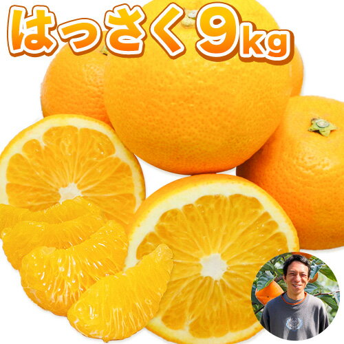 【ふるさと納税】まーくん家の八朔 9kg 《2026年2月上旬-3月末頃出荷》 和歌山県 紀の川市 柑橘 はっさく きただ農園まーくん家 化学肥料・除草剤不使用