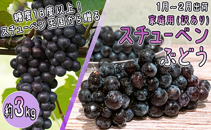 1～2月 津軽ぶどう村 秀品 スチューベン ぶどう 約 3kg  訳あり 家庭用 【 青森ぶどう 青森県鶴田町産 11月 12月 果物 フルーツ ポリフェノール 甘い 高糖度 美味しい 