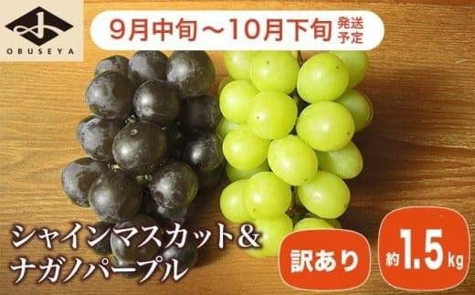 【訳あり】シャインマスカット ＆ ナガノパープル 約1.5kg［小布施屋］家庭用 規格外 不揃い 傷 果物 フルーツ ぶどう 葡萄 ブドウ 数量限定 期間限定 クール便 冷蔵便 令和8年産  【2026年9月中旬～10月下旬発送】 ［A-218］