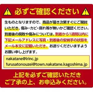 n083 ＜先行予約受付中！2024年9月中旬より順次発送予定＞種子島産 安納芋＜黄金＞(期間限定容量・11kg)国産 安納芋 黄金 こがね コガネ 種子島 芋 イモ いも さつまいも さつま芋 安納