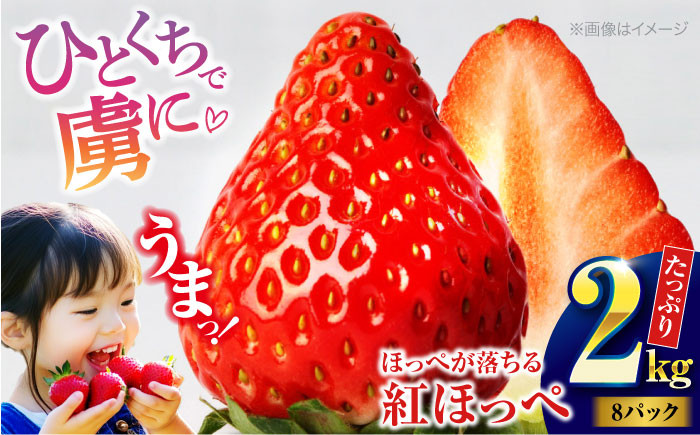 
            【先行予約】【2026年1月初旬より順次発送】 大粒 いちご 紅ほっぺ約 2kg（8パック）愛媛県大洲市/沢井青果有限会社 [AGBN027] 果物 くだもの フルーツ 野菜 やさい いちご イチゴ 苺愛 媛県産 大洲市産 産地直送 おすすめ 人気 お取り寄せ 送料無料 贈答 ギフト
          