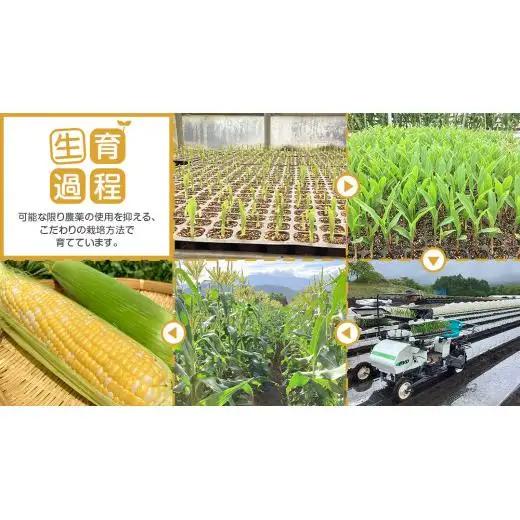 【 7月中旬発送開始 】 嬬恋産 とうもろこし ドルチェドリーム 約2kg（4本） [AT001tu]