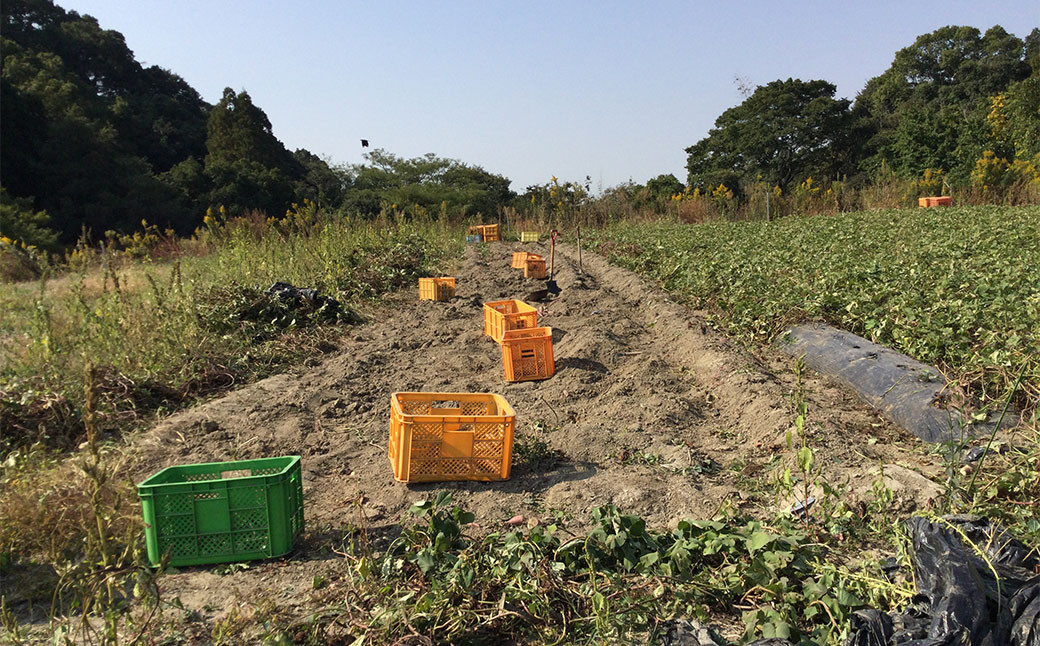  栽培期間中農薬不使用 熟成紅はるか サツマイモ 1.5Kg 【2024年11月から発送】