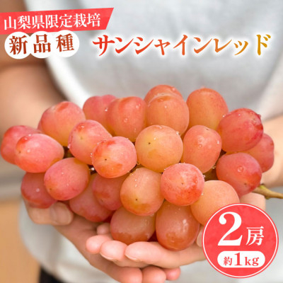 
            ＜数量限定＞山梨県産 希少品種「サンシャインレッド」2房約1kg  化粧箱入 赤いシャインマスカット【1515302】
          