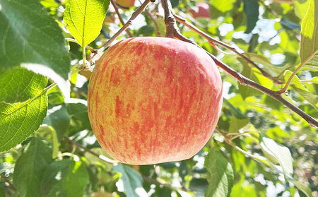 山形県産 りんご (サンふじ) 約5kg(14～25玉) FY24-028