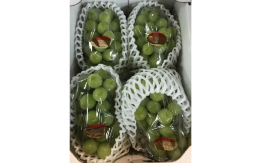 ＜8月31日(夏休み)までの期間限定企画!!＞ご家庭用　シャインマスカット　約1.9kg【1715275】