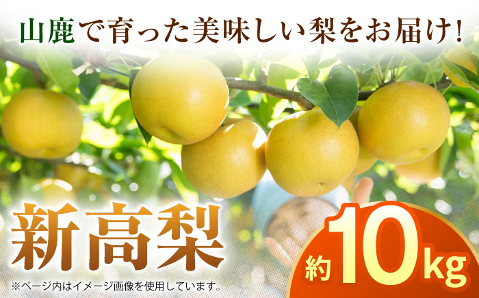 【先行予約】【数量限定】新高梨　約10kg 【日本フルーツ株式会社】 [ZFJ018]