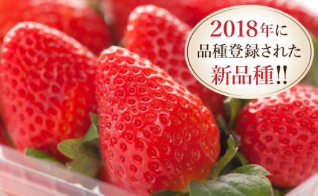 ☆赤い宝石☆佐賀県産いちごさん（240g✕4P）計960g【先行予約開始】2025年1月より発送【数量限定】A-66-AS